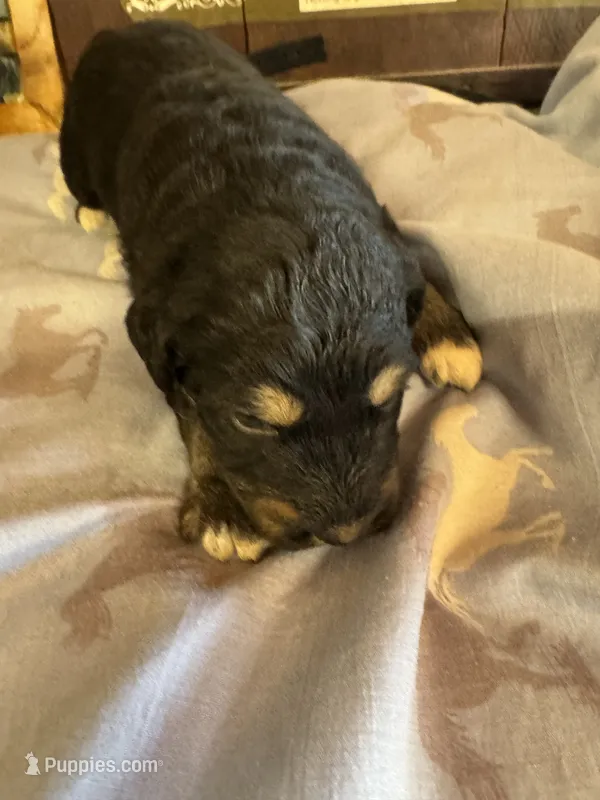 Cheyenne  – Aussiedoodle puppy for sale in Baker, FL