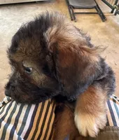 Sage, a male Aussiedoodle for sale in Baker, FL – 3 of 7