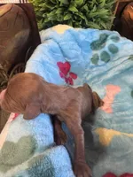 Copper, a male Cavapoo and Cavalier King Charles Spaniel for sale in Baker, FL – 7 of 10
