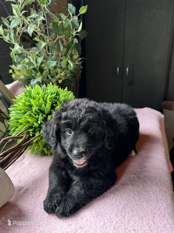 Missy – Aussiedoodle puppy for sale in Baker, FL