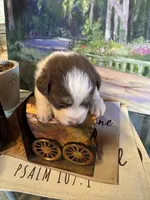Rose, a female Australian Shepherd for sale in Baker, FL – 6 of 9
