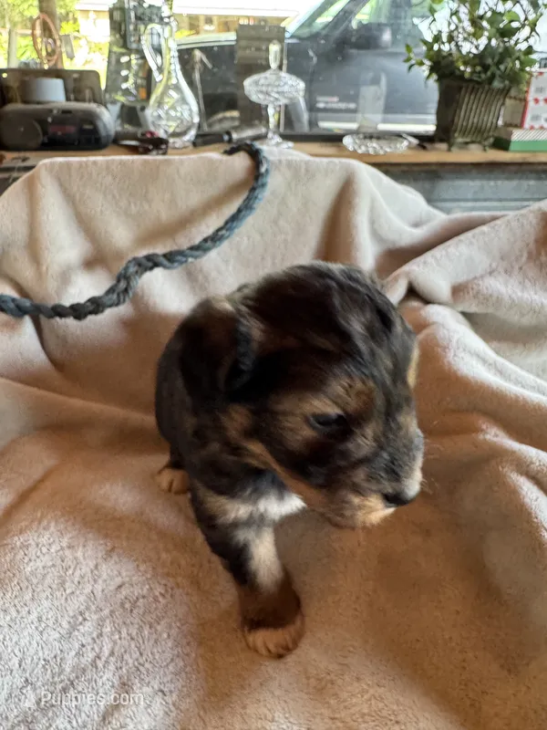 Pee Bo – Aussiedoodle puppy for sale in Baker, FL