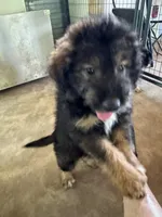 Bodie, a male Aussiedoodle for sale in Baker, FL – 7 of 8