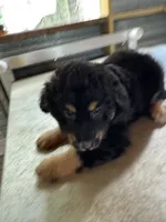 Maddie, a female Aussiedoodle for sale in Baker, FL – 9 of 10