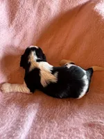 Zoey, a female Cavapoo and Cavalier King Charles Spaniel for sale in Baker, FL – 3 of 7