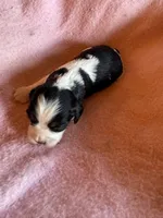 Zoey, a female Cavapoo and Cavalier King Charles Spaniel for sale in Baker, FL – 5 of 7