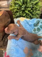Copper, a male Cavapoo and Cavalier King Charles Spaniel for sale in Baker, FL – 6 of 10
