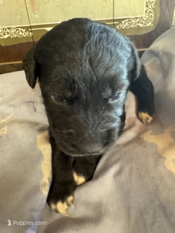 Ariel’s – Aussiedoodle puppy for sale in Baker, FL