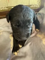 Ariel’s, a female Aussiedoodle for sale in Baker, FL – 1 of 2