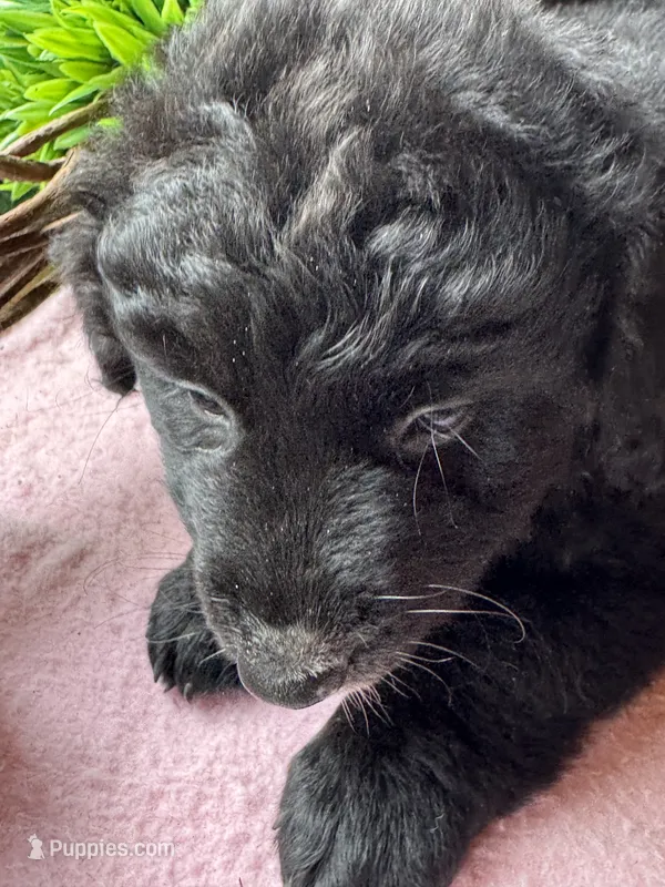 Missy – Aussiedoodle puppy for sale in Baker, FL