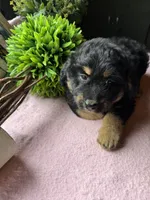 Maddie, a female Aussiedoodle for sale in Baker, FL – 8 of 10