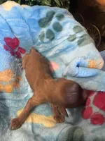 Copper, a male Cavapoo and Cavalier King Charles Spaniel for sale in Baker, FL – 8 of 10