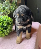 Maddie, a female Aussiedoodle for sale in Baker, FL – 1 of 10