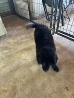 Little Sister, a female Aussiedoodle for sale in Baker, FL – 6 of 6