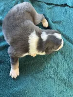 Sterling, a male Australian Shepherd for sale in Baker, FL – 3 of 10