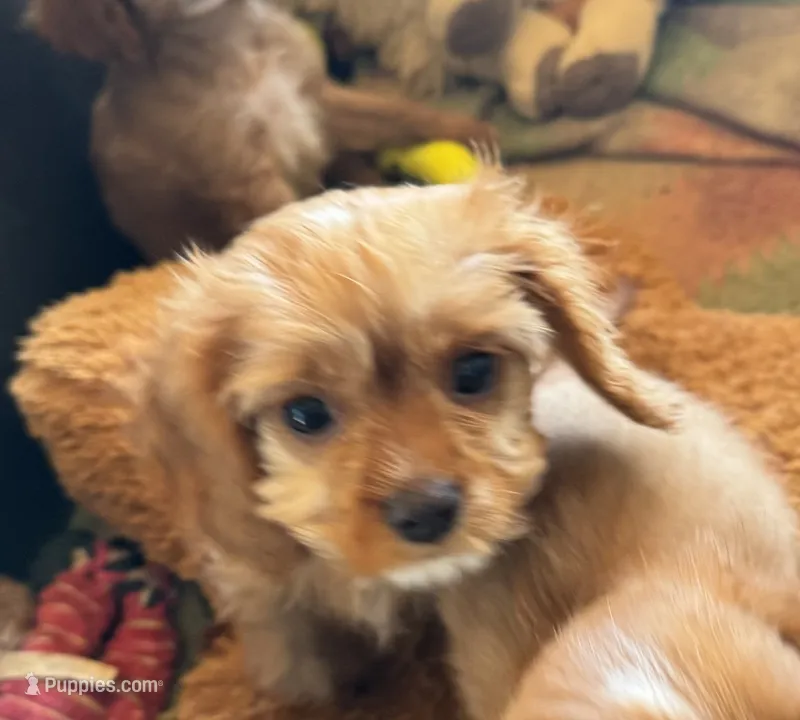 Copper – Cavapoo, Cavalier King Charles Spaniel puppy for sale in Baker, FL