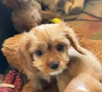 Copper, a male Cavapoo and Cavalier King Charles Spaniel for sale in Baker, FL – 1 of 6