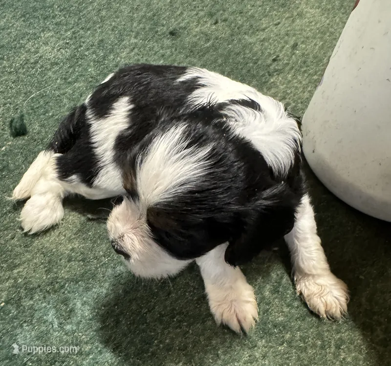 Zoey – Cavapoo, Cavalier King Charles Spaniel puppy for sale in Baker, FL