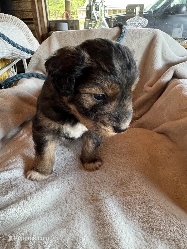Sage – Aussiedoodle puppy for sale in Baker, FL