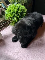 Shem, a male Aussiedoodle for sale in Baker, FL – 3 of 5