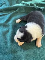 Maggie, a female Australian Shepherd for sale in Baker, FL – 2 of 10