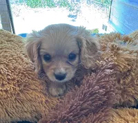 Hannity, a male Cavapoo and Cavalier King Charles Spaniel for sale in Baker, FL – 2 of 9