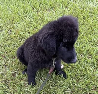 Shadow, a male Aussiedoodle for sale in Baker, FL – 6 of 7
