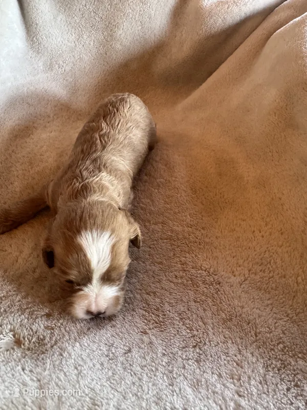 Chip – Cavapoo, Cavalier King Charles Spaniel puppy for sale in Baker, FL