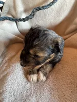 Sage, a male Aussiedoodle for sale in Baker, FL – 4 of 7