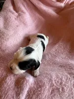 Hannah, a female Cavapoo and Cavalier King Charles Spaniel for sale in Baker, FL – 3 of 6