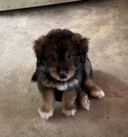 Pee Bo, a male Aussiedoodle for sale in Baker, FL – 3 of 6