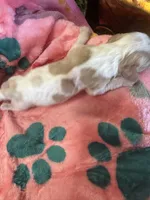 Penney, a female Cavapoo and Cavalier King Charles Spaniel for sale in Baker, FL – 5 of 10