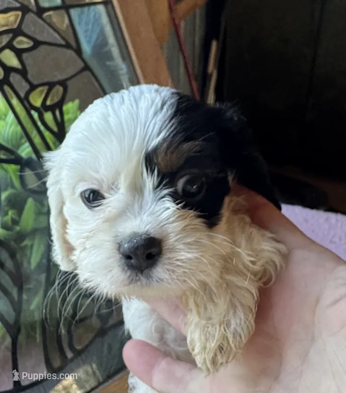 Hannah – Cavapoo, Cavalier King Charles Spaniel puppy for sale in Baker, FL