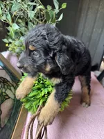 Maddie, a female Aussiedoodle for sale in Baker, FL – 4 of 10