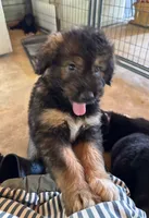 Sage, a male Aussiedoodle for sale in Baker, FL – 1 of 7