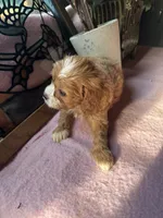 Princess , a female Cavapoo and Cavalier King Charles Spaniel for sale in Baker, FL – 9 of 10