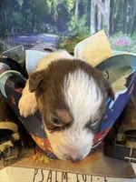 Rose, a female Australian Shepherd for sale in Baker, FL – 2 of 9
