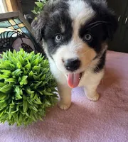 AKC Sheena, a female Australian Shepherd for sale in Baker, FL – 5 of 10