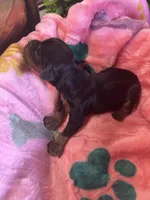  Bailey, a female Cavapoo and Cavalier King Charles Spaniel for sale in Baker, FL – 5 of 10