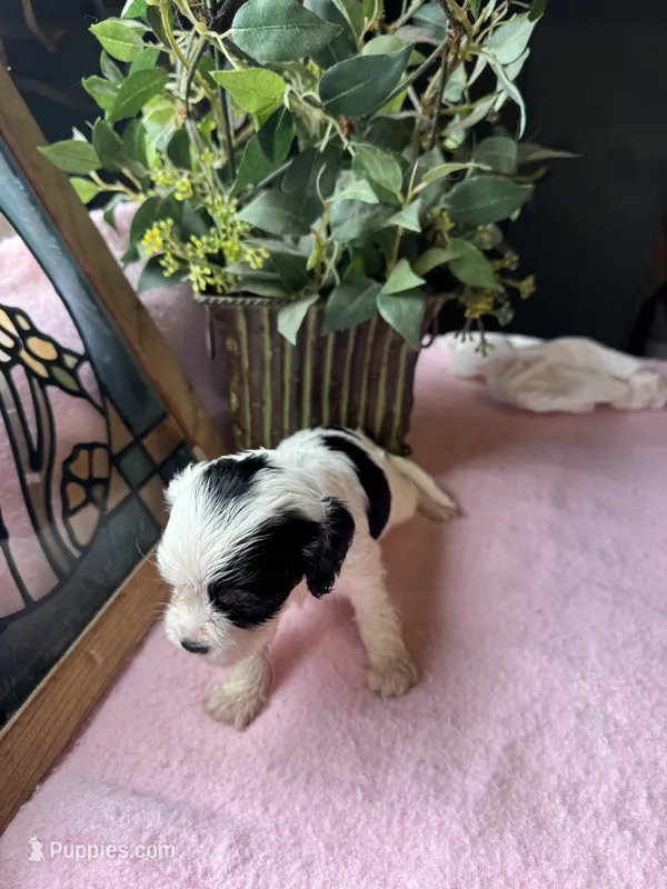 Hannah – Cavapoo, Cavalier King Charles Spaniel puppy for sale in Baker, FL