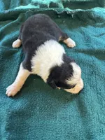 Maggie, a female Australian Shepherd for sale in Baker, FL – 3 of 10