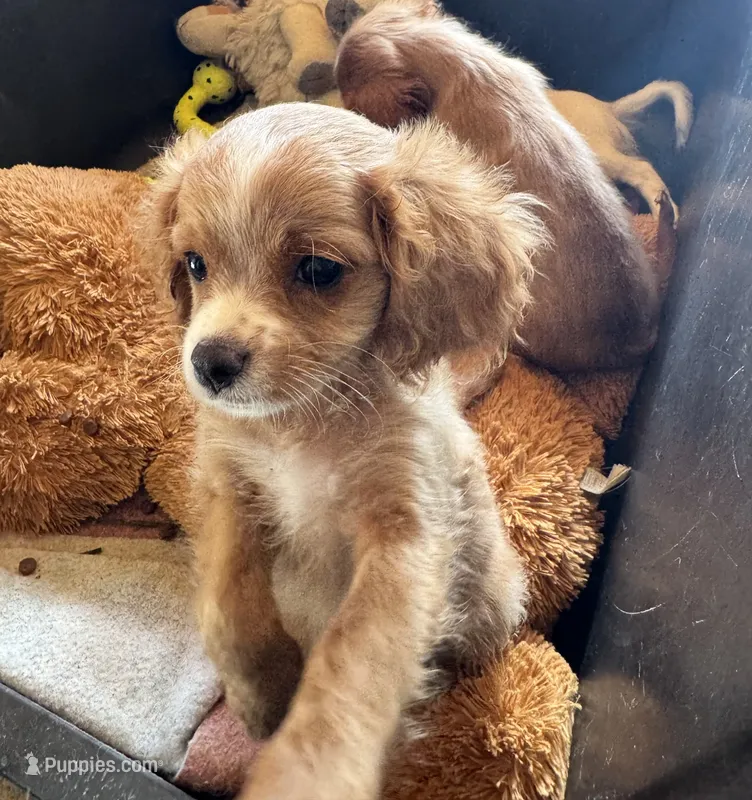 Cooper – Cavapoo, Cavalier King Charles Spaniel puppy on hold in Baker, FL