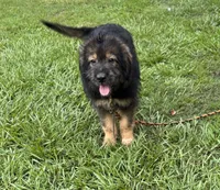 Bodie, a male Australian Shepherd for sale in Baker, FL – 6 of 9