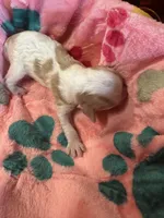 Penney, a female Cavapoo and Cavalier King Charles Spaniel for sale in Baker, FL – 6 of 10
