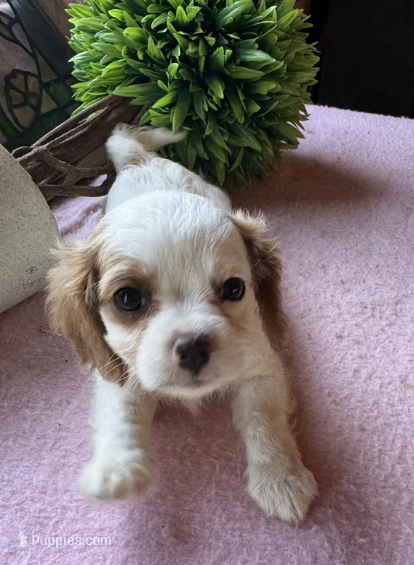 Seba – Cavapoo, Cavalier King Charles Spaniel puppy for sale in Baker, FL