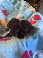 Boomer, a male Cavapoo and Cavalier King Charles Spaniel for sale in Baker, FL – 2 of 8