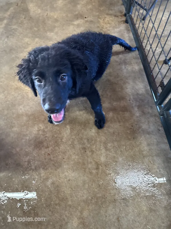 Pandora – Australian Shepherd, Aussiedoodle puppy for sale in Baker, FL