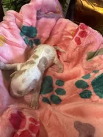 Penney, a female Cavapoo and Cavalier King Charles Spaniel for sale in Baker, FL – 9 of 10