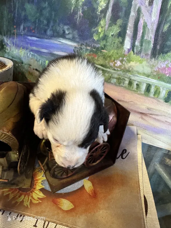 Jewel – Australian Shepherd puppy for sale in Baker, FL