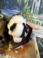 Jewel, a female Australian Shepherd for sale in Baker, FL – 1 of 10